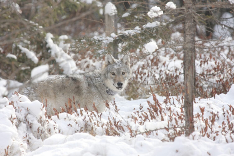 GOP bill would set Wisconsin wolf population number